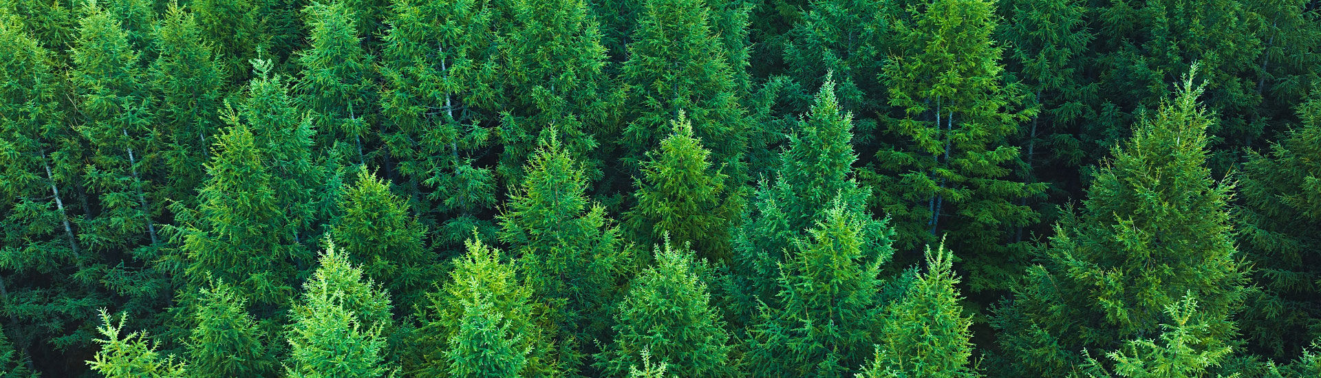 Aerial view of a dense evergreen forest, with rows of tall conifer trees displaying varying shades of green, from deep forest green to bright lime, shot from directly above.